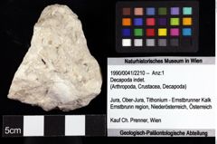 Foto (Objket + Etiketten) von Decapoda indet. 